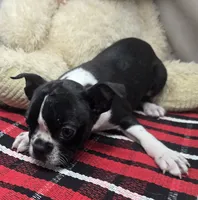 marty, a male Boston Terrier for sale in Donnellson, IA – 3 of 5
