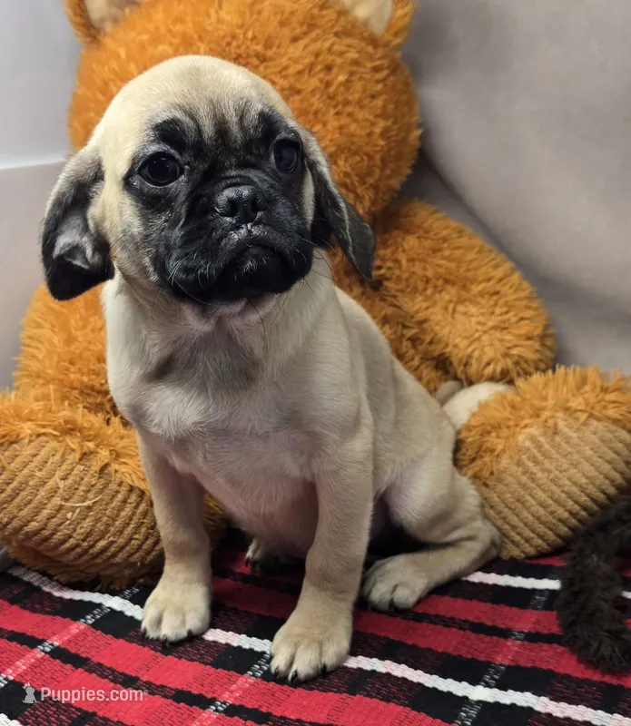 max – Puggle puppy for sale in Donnellson, IA