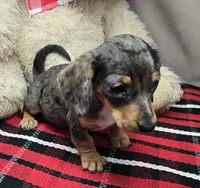 diamond, a female Dachshund for sale in Donnellson, IA – 3 of 6