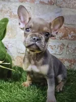 ben, a male French Bulldog for sale in Donnellson, IA – 1 of 1