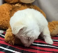 whisper, a female Maltese for sale in Donnellson, IA – 4 of 4