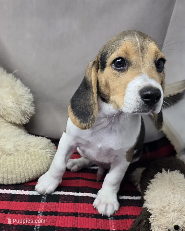 roger – Beagle puppy for sale in Donnellson, IA