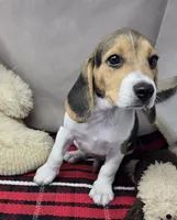 roger, a male Beagle for sale in Donnellson, IA – 2 of 4