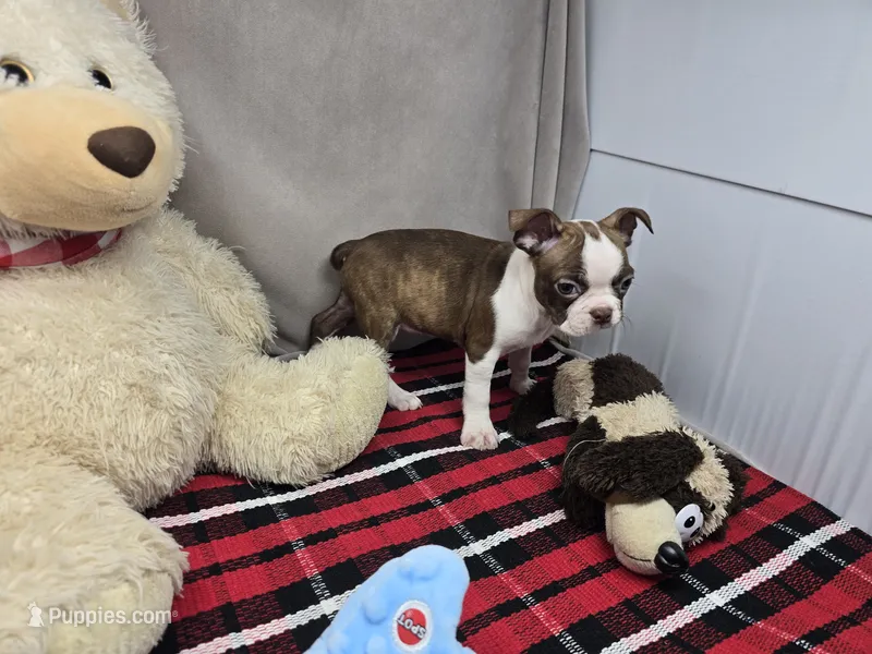 missi – Boston Terrier puppy for sale in Donnellson, IA