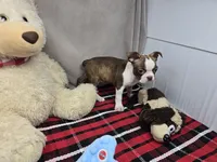 missi, a female Boston Terrier for sale in Donnellson, IA – 4 of 6