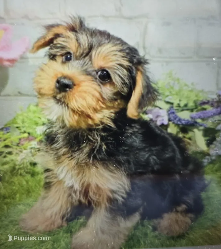 morris – Yorkshire Terrier puppy for sale in Donnellson, IA