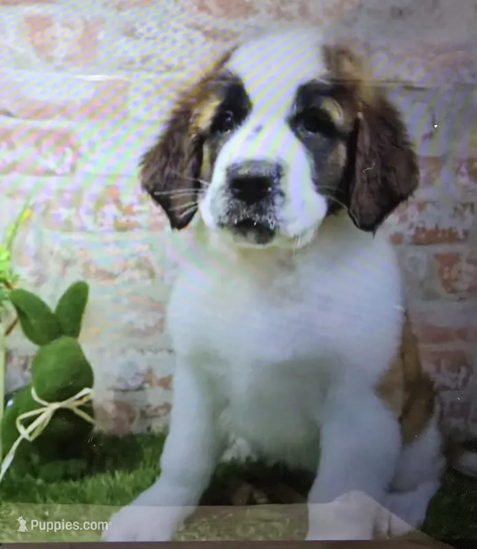 maddie – Saint Bernard puppy for sale in Donnellson, IA