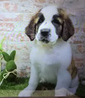 maddie, a female Saint Bernard for sale in Donnellson, IA – 1 of 1