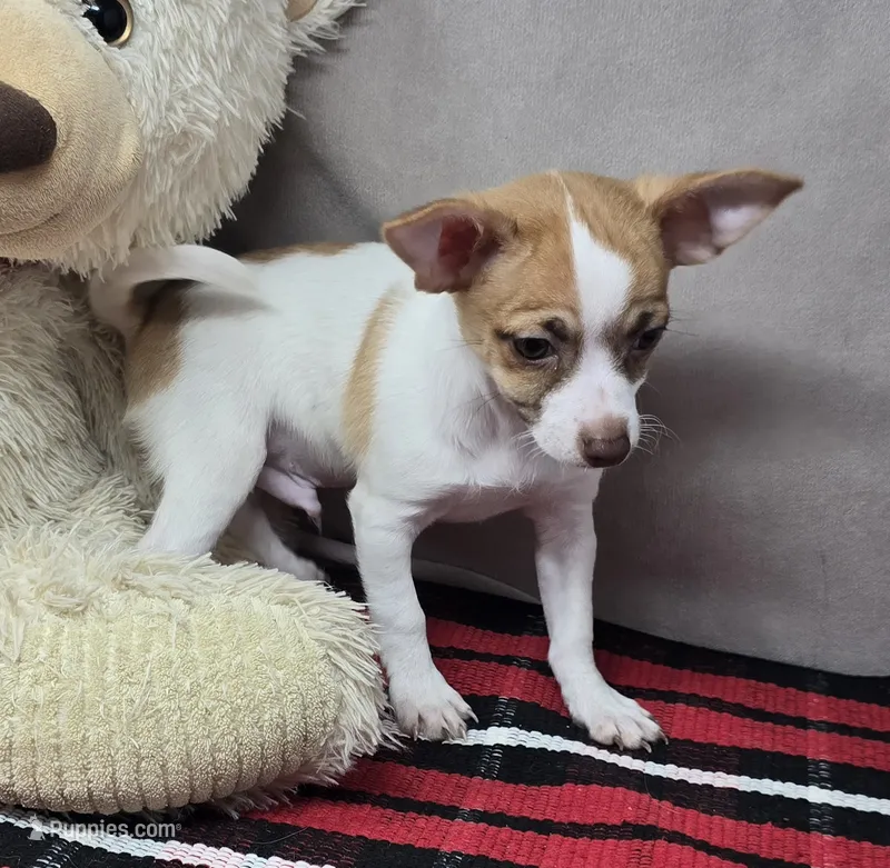 morry – Chihuahua puppy for sale in Donnellson, IA