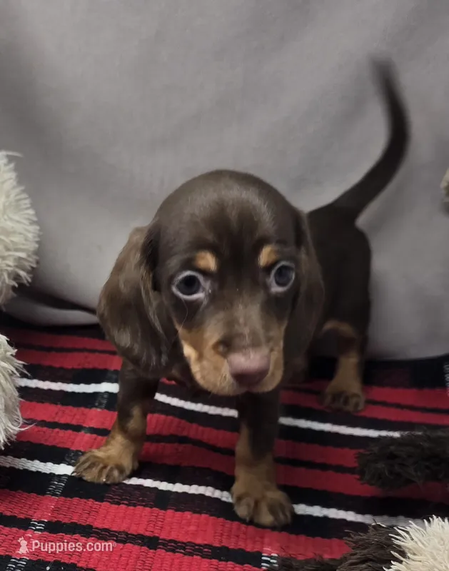 mimi – Dachshund puppy for sale in Donnellson, IA