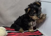 Petey, a male Yorkshire Terrier for sale in Donnellson, IA – 2 of 2