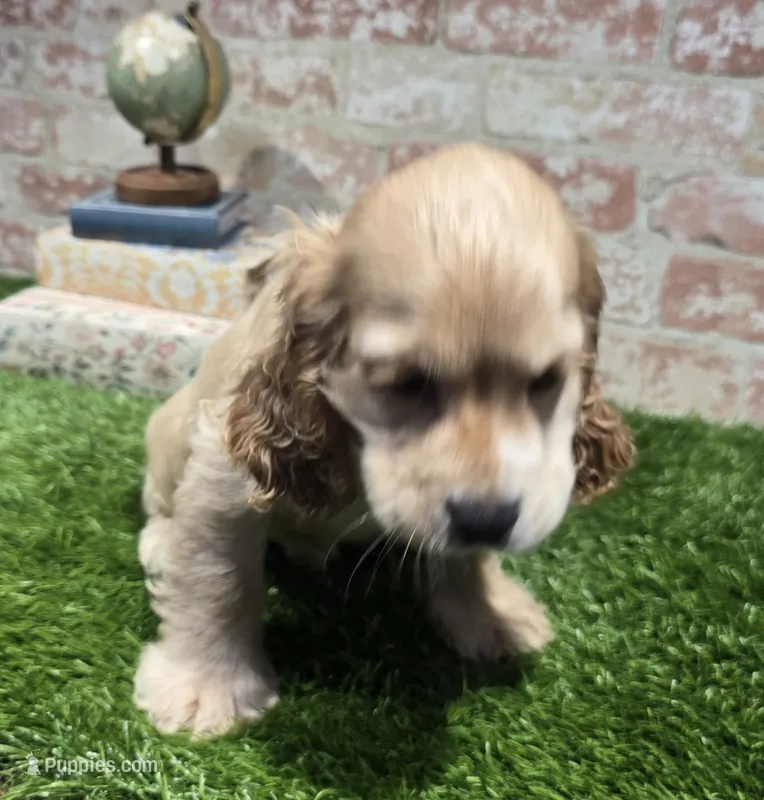 brock – Cockapoo puppy for sale in Donnellson, IA