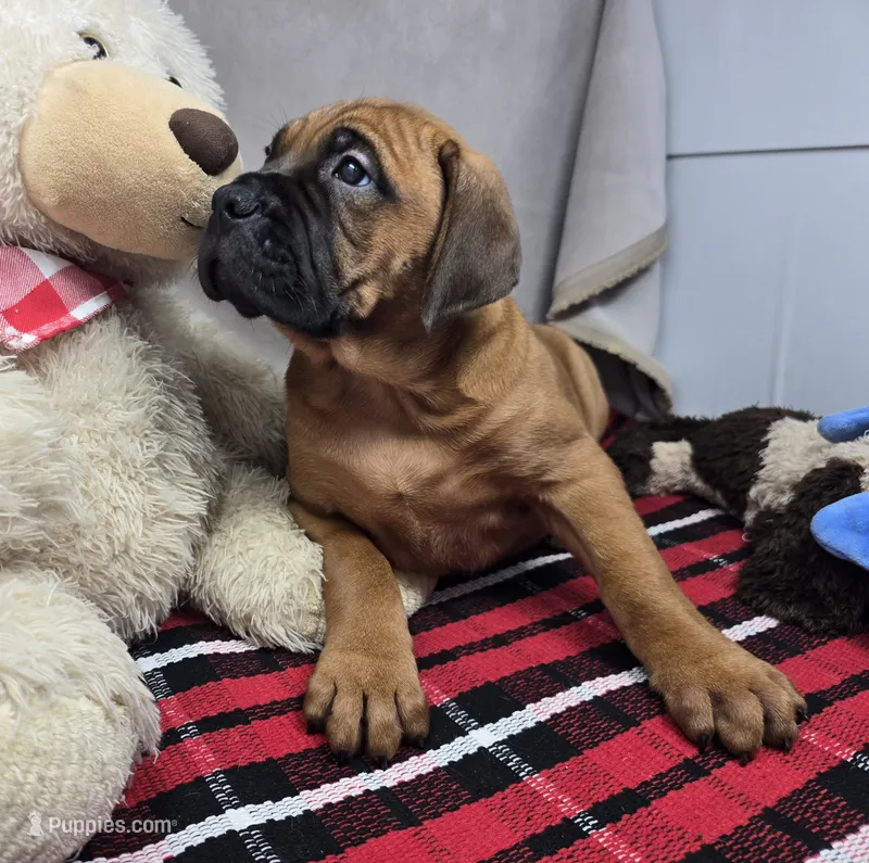 mangoe – Bullmastiff puppy for sale in Donnellson, IA