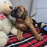 mangoe, a female Bullmastiff for sale in Donnellson, IA – 1 of 4