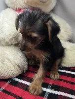 nadine, a female Yorkshire Terrier for sale in Donnellson, IA – 1 of 3