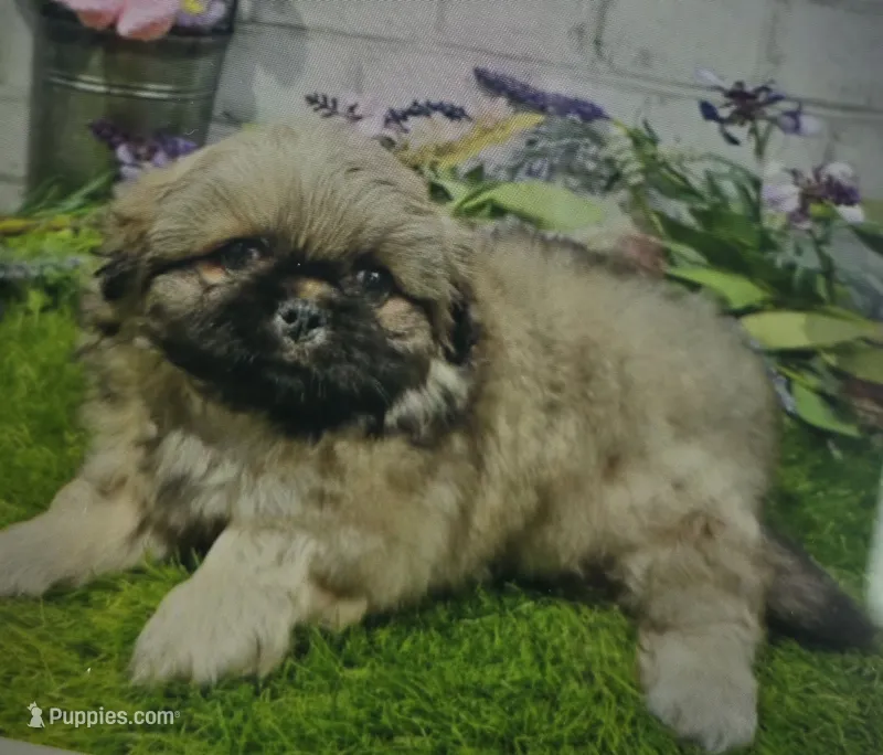 burt – Pekingese puppy for sale in Donnellson, IA