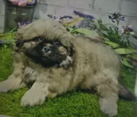 burt, a male Pekingese for sale in Donnellson, IA – 1 of 1