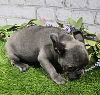 brassie, a female French Bulldog for sale in Donnellson, IA – 6 of 7