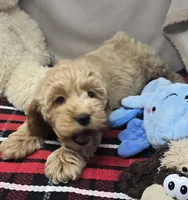 barnry, a male Cockapoo for sale in Donnellson, IA – 3 of 5