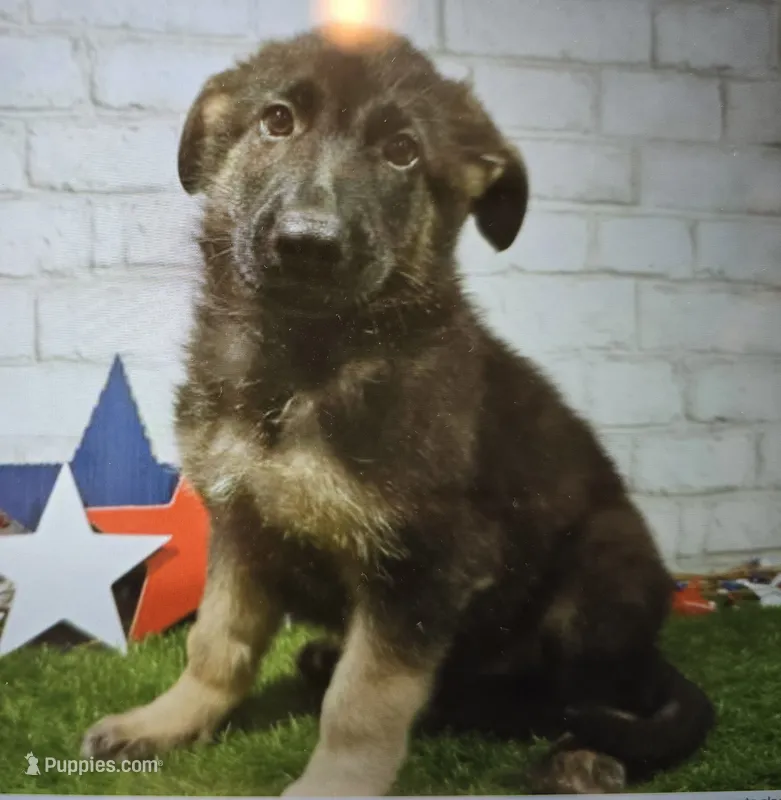 sam – German Shepherd Dog puppy for sale in Donnellson, IA