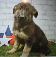 sam, a male German Shepherd Dog for sale in Donnellson, IA – 1 of 1