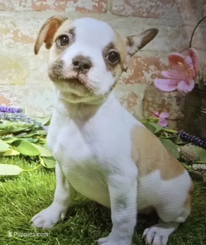 penny – French Bulldog puppy for sale in Donnellson, IA