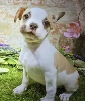 penny, a female French Bulldog for sale in Donnellson, IA – 1 of 1