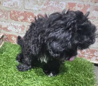 ricky, a male Shihpoo for sale in Donnellson, IA – 3 of 3