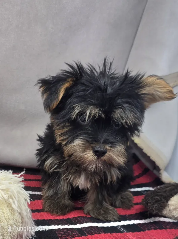 roscoe – Silky Terrier puppy for sale in Donnellson, IA