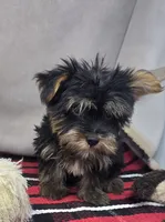 roscoe, a male Silky Terrier for sale in Donnellson, IA – 2 of 4