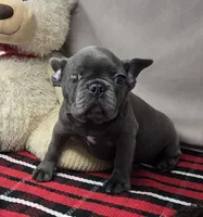 Adelaide , a female French Bulldog for sale in Donnellson, IA – 3 of 3