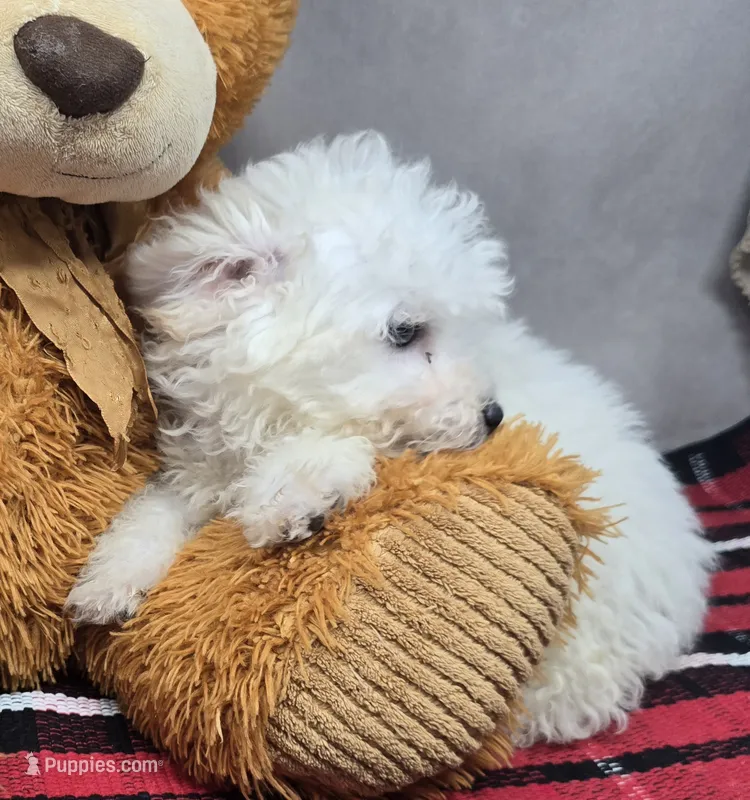 cameran – Bichon Frise puppy for sale in Donnellson, IA