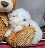 cameran, a male Bichon Frise for sale in Donnellson, IA – 2 of 4