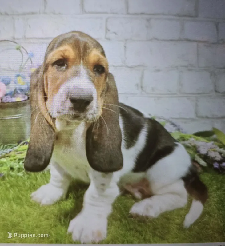 gerald – Basset Hound puppy for sale in Donnellson, IA