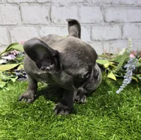 brassie, a female French Bulldog for sale in Donnellson, IA – 3 of 7