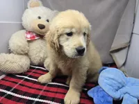 gayle, a male Golden Retriever for sale in Donnellson, IA – 4 of 6