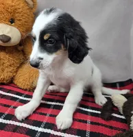 bernedette, a female Miniature Bernedoodle for sale in Donnellson, IA – 2 of 4