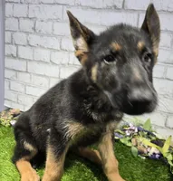 preppy, a male German Shepherd Dog for sale in Donnellson, IA – 4 of 5