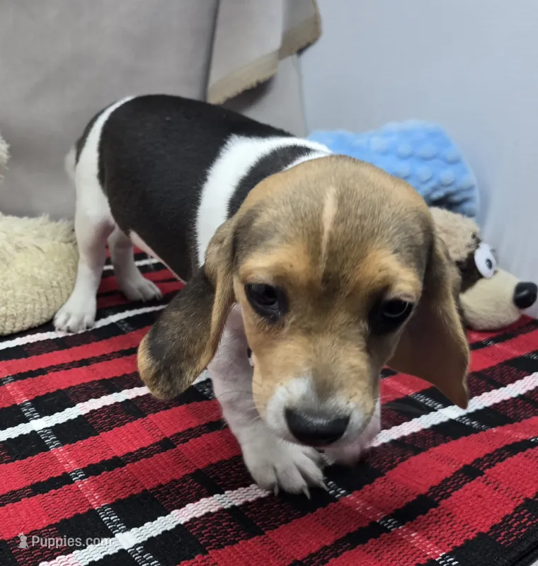 randy – Beagle puppy for sale in Donnellson, IA