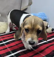 randy, a male Beagle for sale in Donnellson, IA – 1 of 6