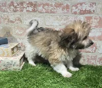 ollie, a male Havanese and Pomeranian for sale in Donnellson, IA – 5 of 5