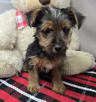 sport, a male Yorkshire Terrier for sale in Donnellson, IA – 2 of 4