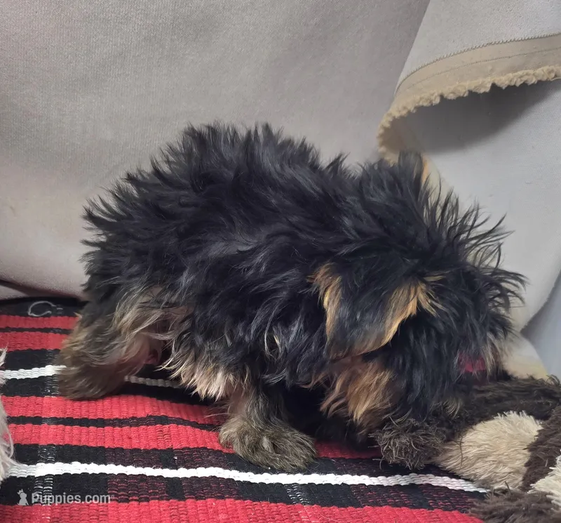 roscoe – Silky Terrier puppy for sale in Donnellson, IA