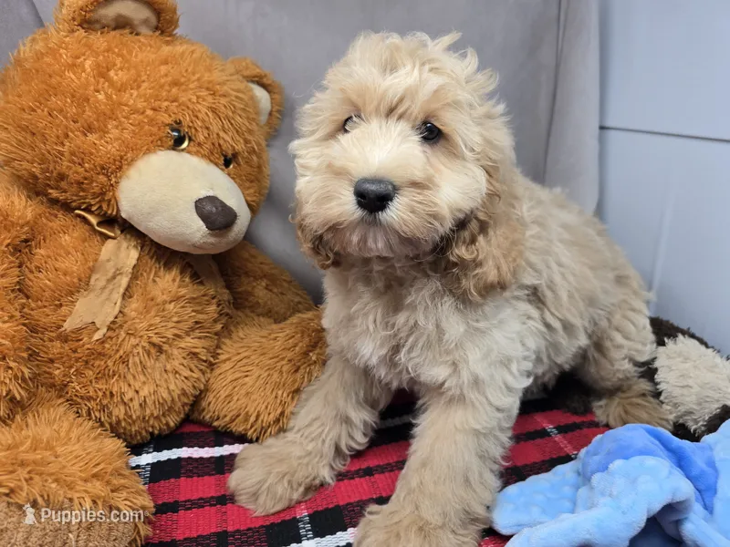 myron – Cockapoo puppy for sale in Donnellson, IA