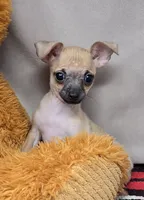 reggie, a male Chihuahua for sale in Donnellson, IA – 4 of 6
