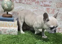 ivy, a female French Bulldog for sale in Donnellson, IA – 5 of 6