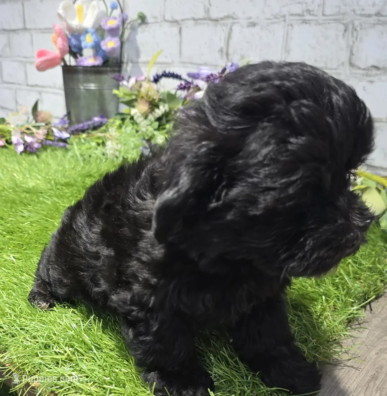 brenda – Miniature Bernedoodle puppy for sale in Donnellson, IA