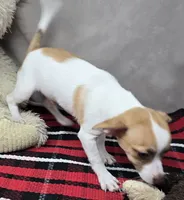 morry, a male Chihuahua for sale in Donnellson, IA – 6 of 8