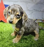 diamond, a female Dachshund for sale in Donnellson, IA – 1 of 6