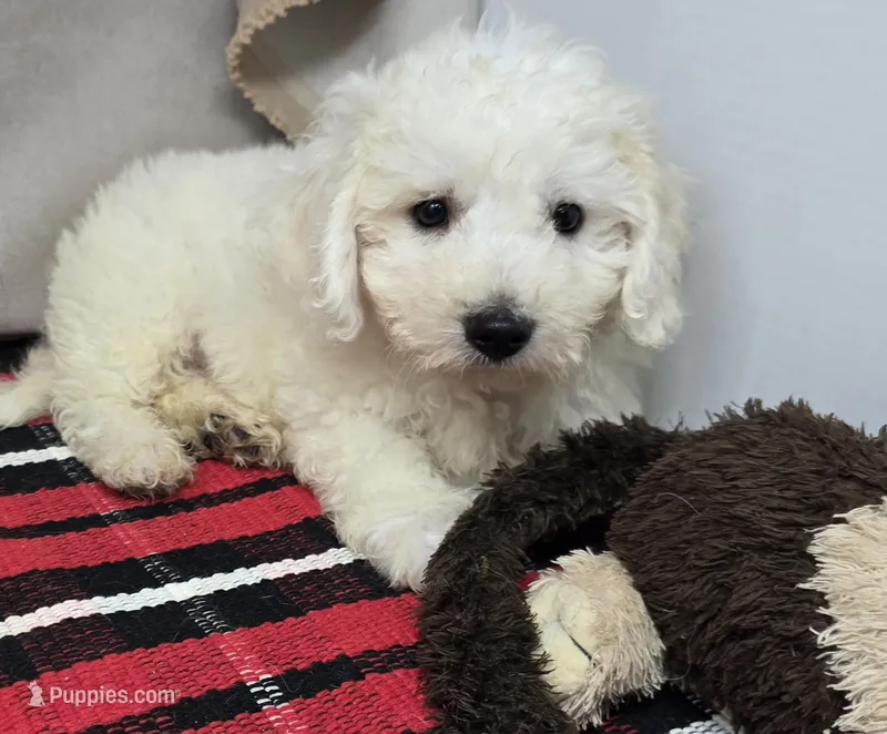 mike – Bichon Frise puppy for sale in Donnellson, IA